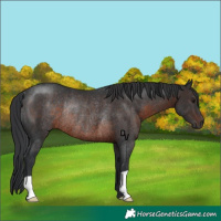 Horse Color:Brown Rabicano 