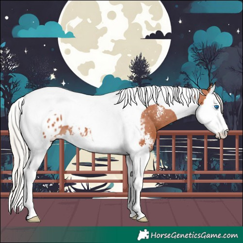 Horse Color:Silver Bay Sabino Splash Tobiano Appaloosa 