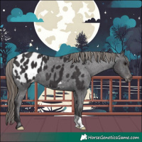 Horse Color:Smoky Black Appaloosa 