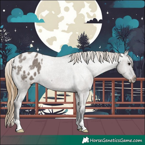 Horse Color:Smoky Grullo Appaloosa Rabicano 