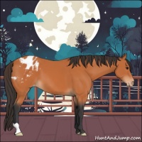 Horse Color:Bay Appaloosa 