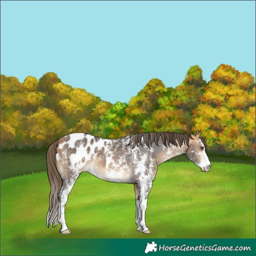 Horse Color:Buckskin Sabino Blanket