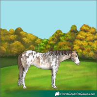Horse Color:Buckskin Sabino Blanket 