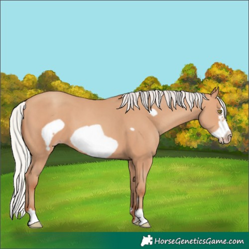 Horse Color:Silver Amber Champagne Frame 