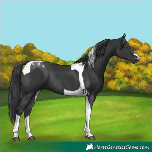 Horse Color:Black Tobiano Rabicano 
