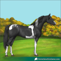 Horse Color:Black Tobiano Rabicano 