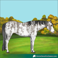 Horse Color:Grullo Sabino Rabicano 