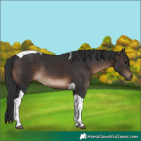 Horse Color:Brown Tobiano Rabicano 