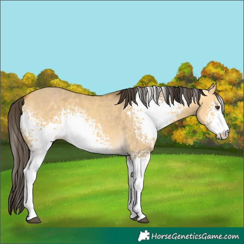 Horse Color:White Spotted Buckskin Dun 