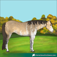 Horse Color:White Spotted Buckskin Dun