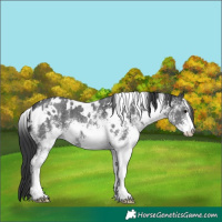 Horse Color:White Spotted Black