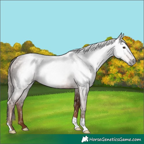 Horse Color:Gray Chestnut Rabicano 