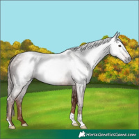 Horse Color:Gray Chestnut Rabicano 