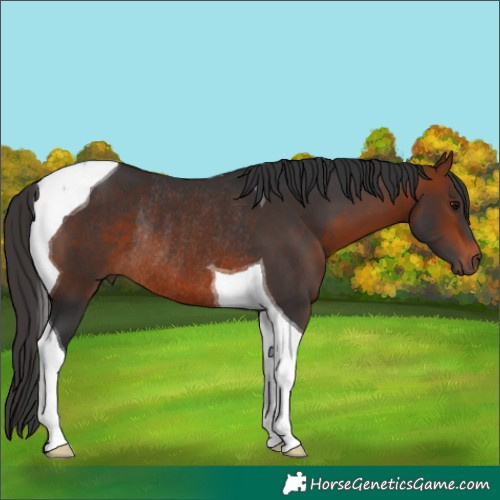 Horse Color:Brown Tobiano Rabicano
