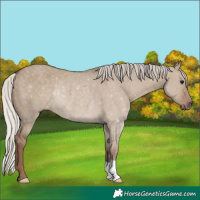 Horse Color:Silver Grullo Rabicano