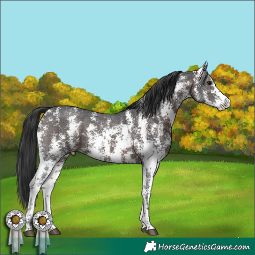 Horse Color:Brown Sabino