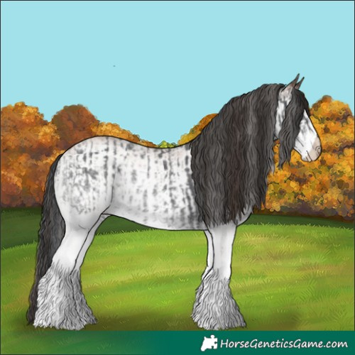 Horse Color:White Spotted Blue Roan Rabicano  and White Spotted Bay Roan Rabicano 