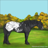 Horse Color:Black Appaloosa 