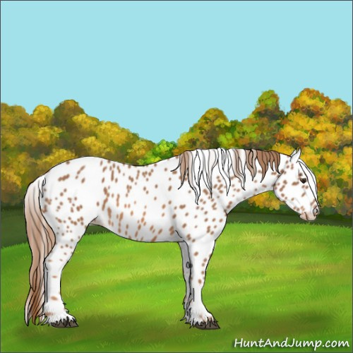 Horse Color:Red Roan Appaloosa 