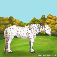 Horse Color:Red Roan Leopard 