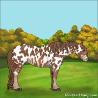 Horse Color:Chestnut Near Leopard 