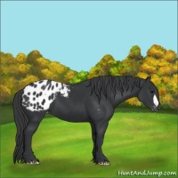 Horse Color:Black Appaloosa 