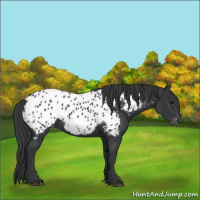 Horse Color:Black Near Leopard 