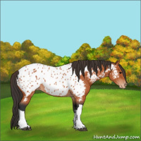 Horse Color:Bay Near Leopard