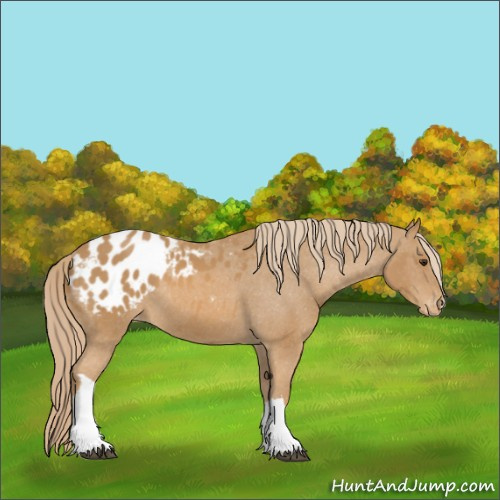 Horse Color:Chestnut Appaloosa 