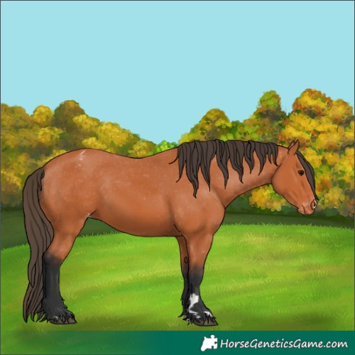Horse Color:Bay Appaloosa 