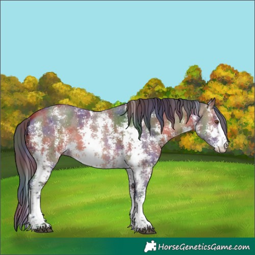 Horse Color:Nacre Brown Sabino Rabicano 