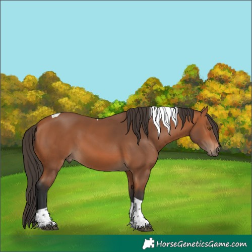 Horse Color:Bay Sabino Tobiano 