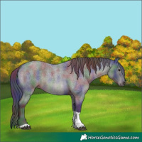 Horse Color:Nacre Blue Roan Tobiano 