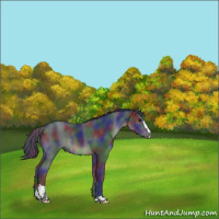 Horse Color:Nacre Black Sabino 