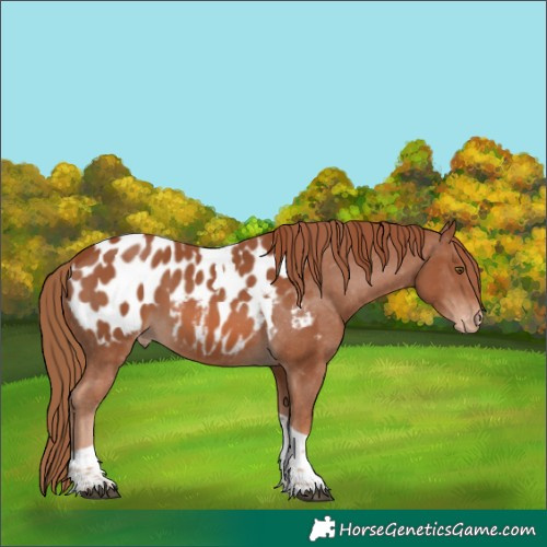 Horse Color:Unknown 