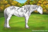 Horse Color:Black Sabino 