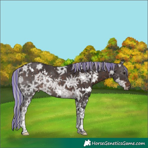 Horse Color:Painted White Spotted Silver Brown Ice Tobiano Rabicano