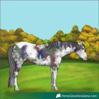 Horse Color:Nacre White Spotted Brown Ice Splash Tobiano Rabicano 