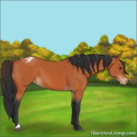 Horse Color:Bay Tobiano Appaloosa 