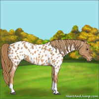 Horse Color:Chestnut Tobiano Appaloosa 