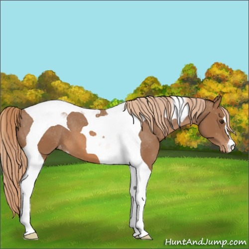 Horse Color:Chestnut Tobiano Appaloosa 