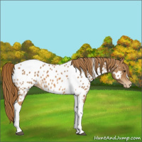 Horse Color:Chestnut Tobiano Appaloosa 