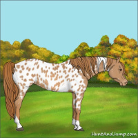 Horse Color:Chestnut Tobiano Appaloosa 