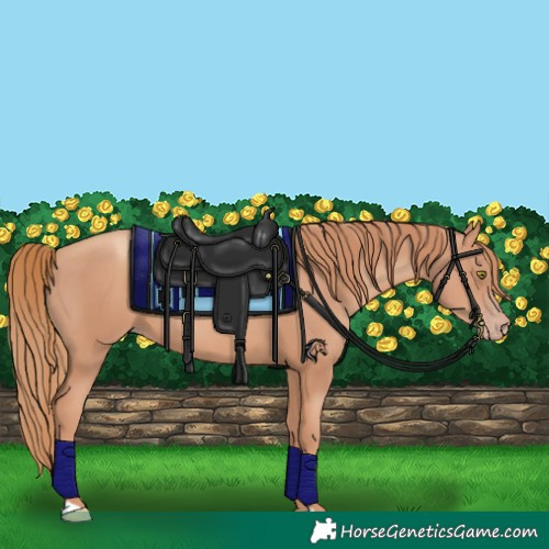 Horse Color:Gold Champagne 