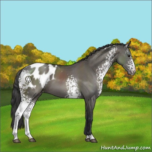 Horse Color:White Spotted Grullo Appaloosa 