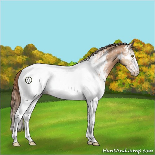 Horse Color:White Spotted Brown Pearl Appaloosa 