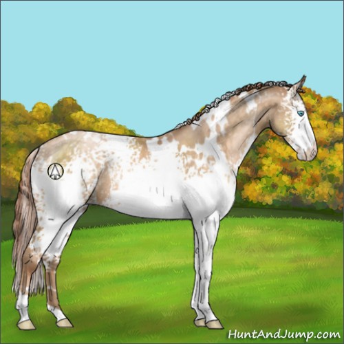 Horse Color:White Spotted Buckskin Pearl Appaloosa Rabicano 