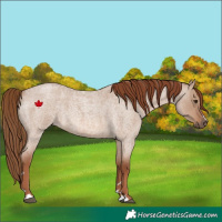 Horse Color:Red Dun Roan 