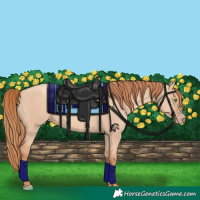 Horse Color:Gold Champagne Dun 