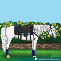 Horse Color:Cremello 